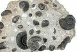 Plate of Devonian Ammonite & Cephalopod Fossils - Morocco #259734-1